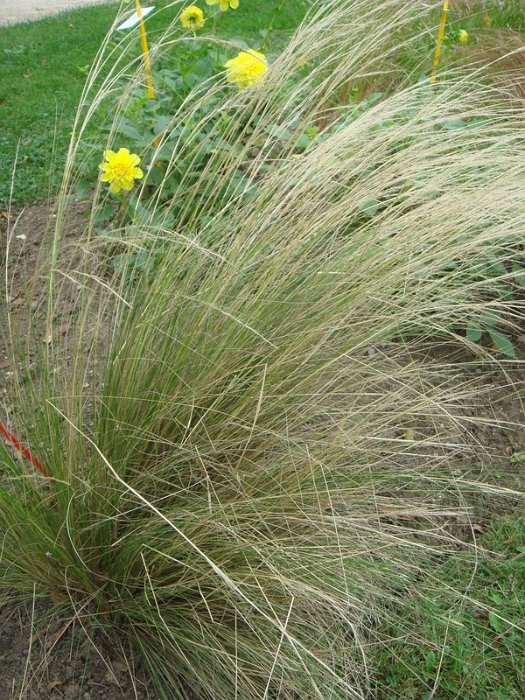 Stipa x 'Capriccio'